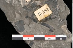 Foto (Detailansicht) von Palissya araunii Endl. (NHMW-GEO-2024-0188-10581)